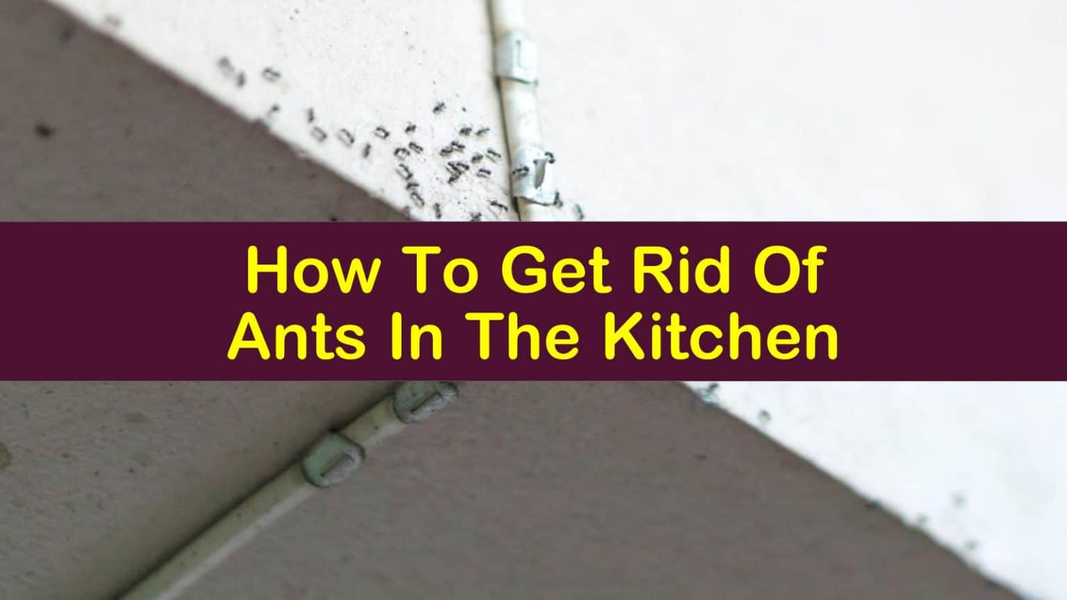 Htw How To Get Rid Of Ants In The Kitchen T1 1536x864 
