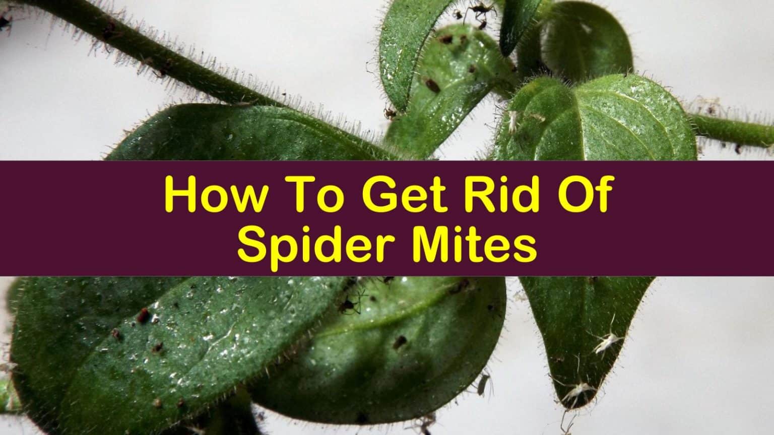 How To Get Rid Of Spider Mites