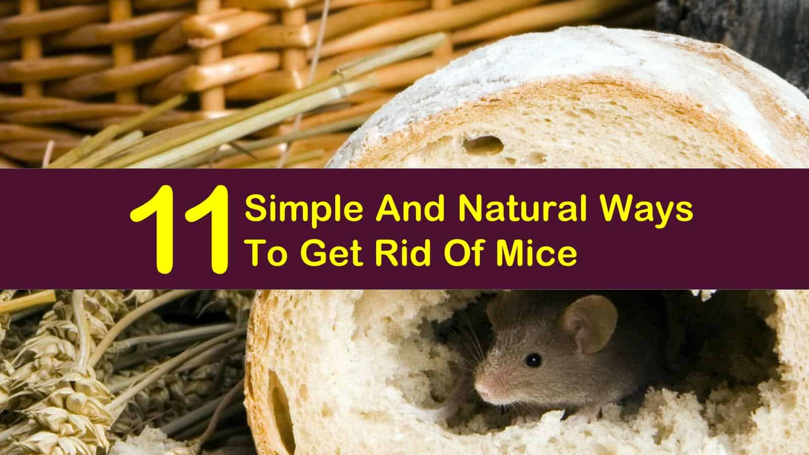 11 Simple And Natural Ways To Get Rid Of Mice