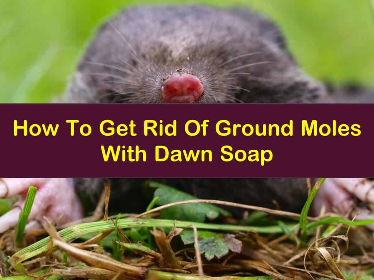 250 - How To Get Rid Of Ground Moles With Vinegar