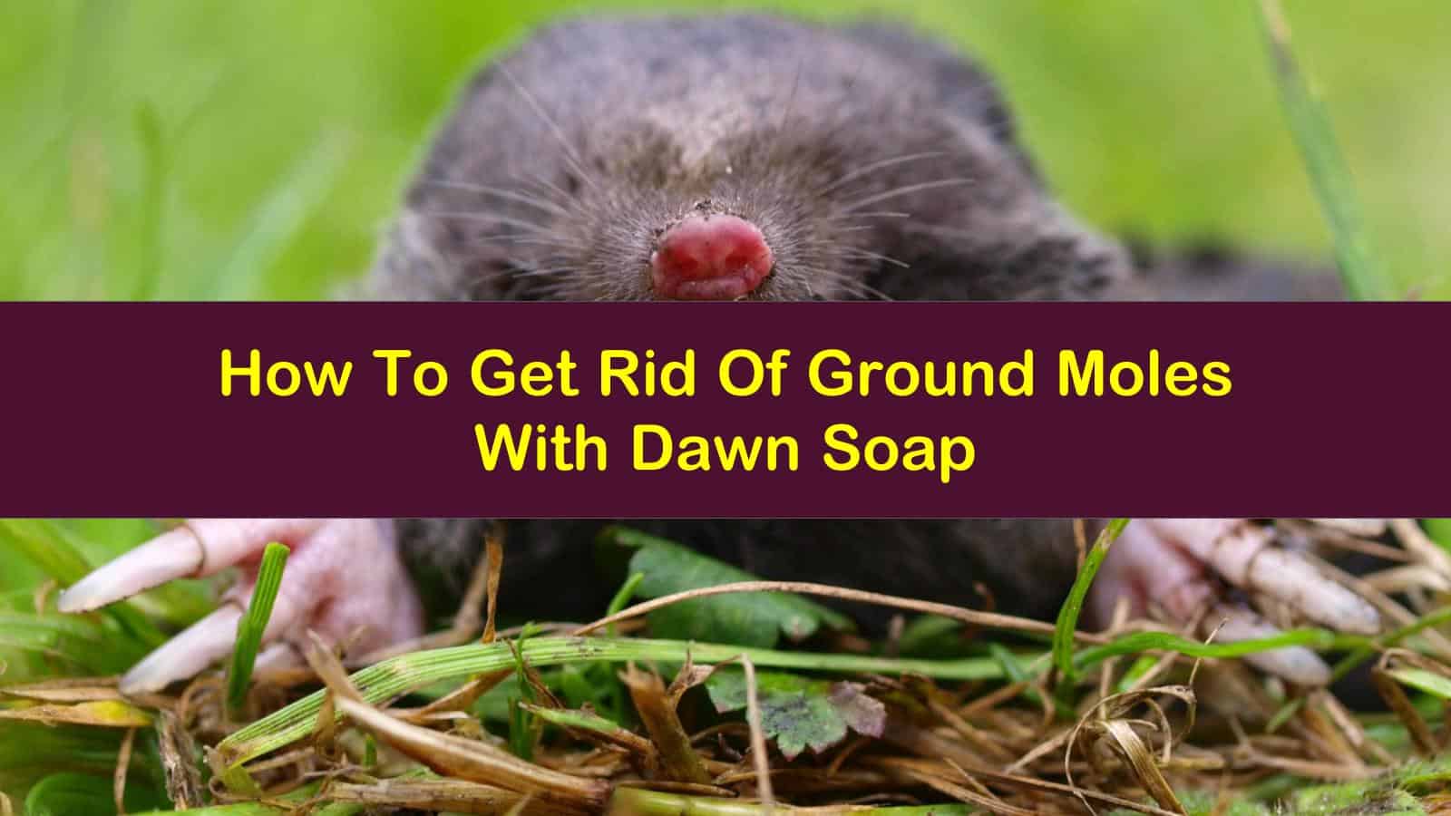 How To Get Rid Of Ground Moles With Dawn Soap - How To Get Rid Of Moles In Your Yard